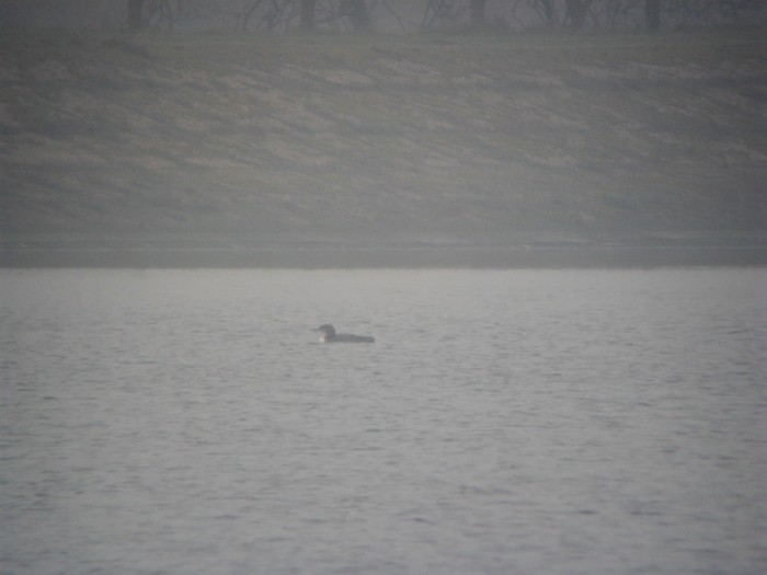 Great Northern Diver