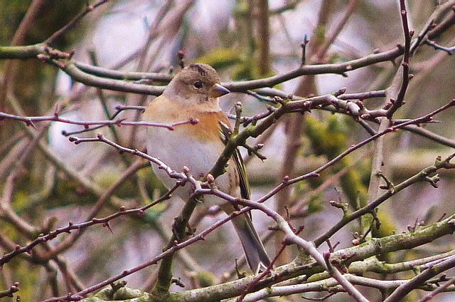 Brambling