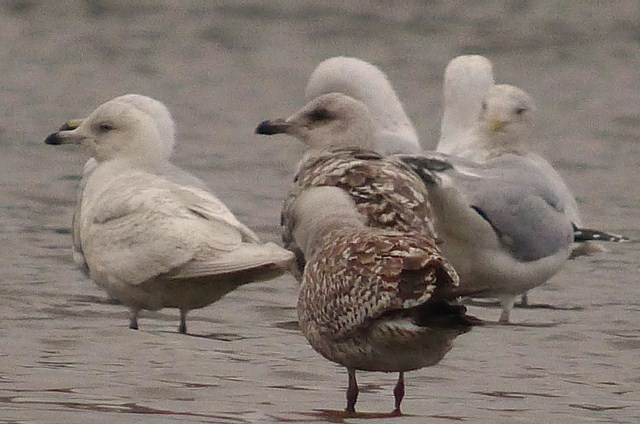 Iceland Gull