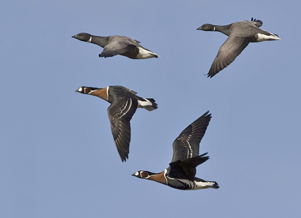 Red-breasted Goose