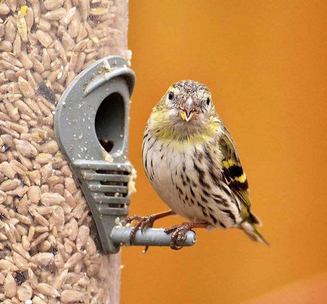 Siskin