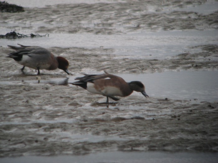 American Wigeon