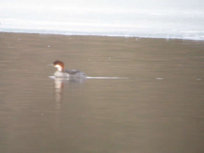Smew