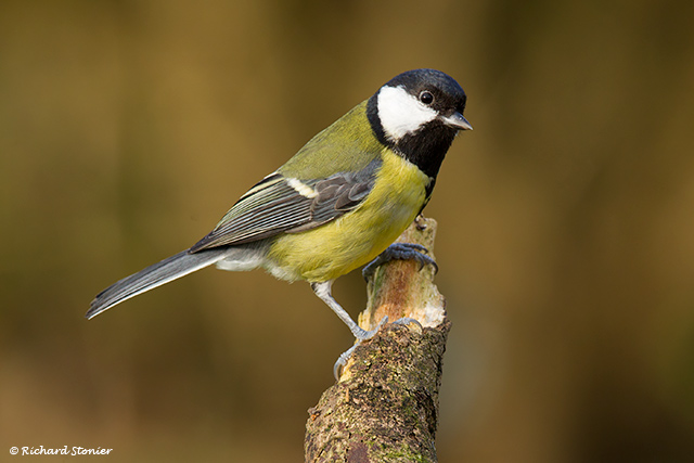 Great Tit