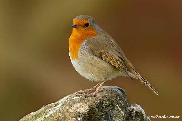 Robin