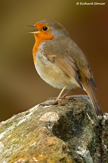 Robin