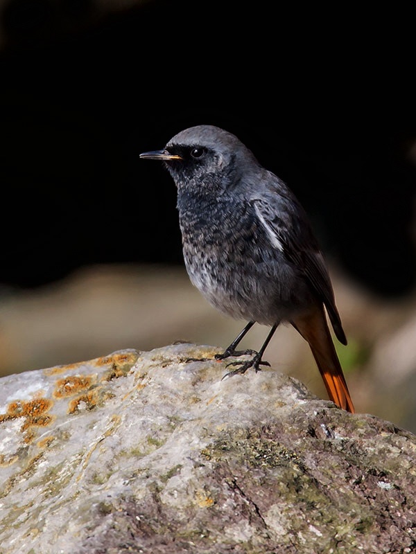 Black Redstart