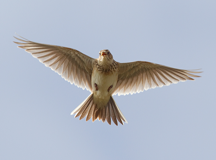Skylark