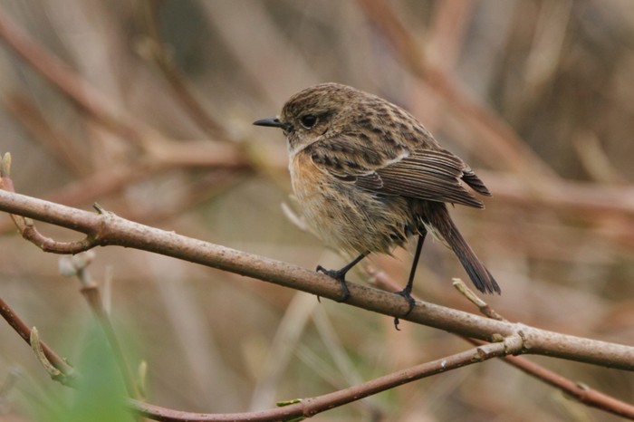 Stonechat