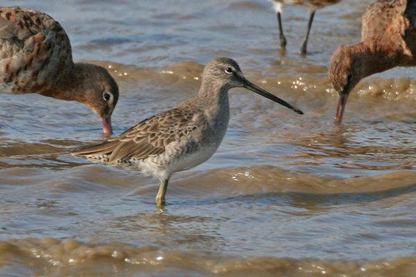Long-billed Dowitcher