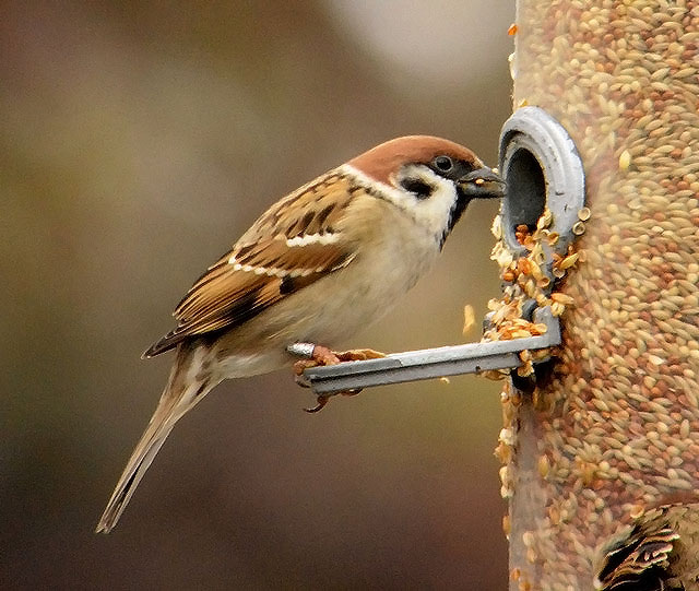 Tree Sparrow