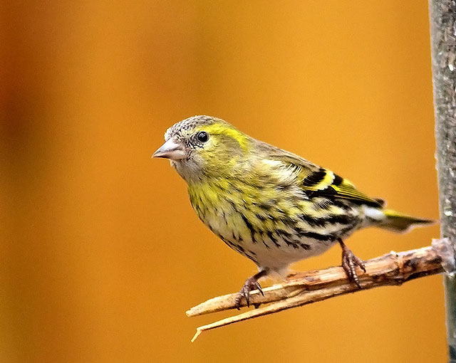 Siskin