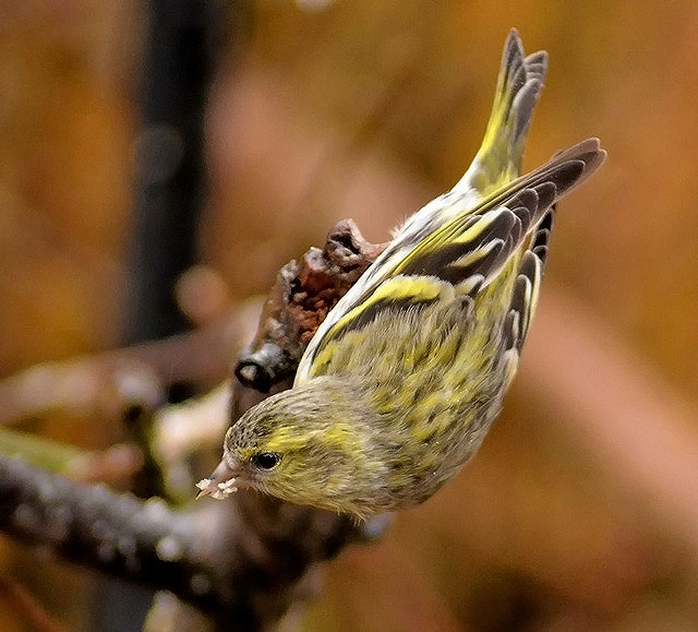 Siskin