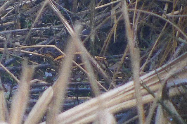 Jack Snipe