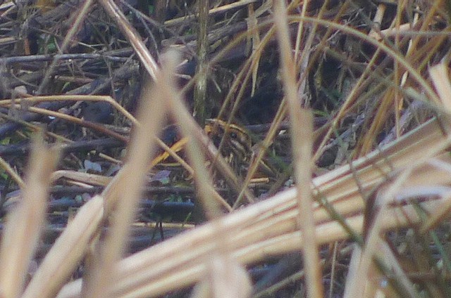 Jack Snipe