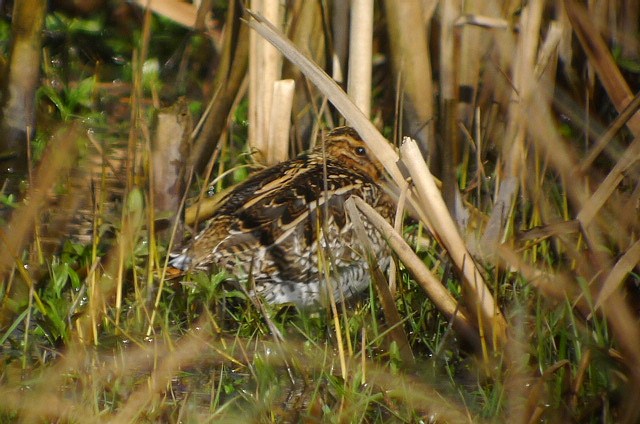 Snipe