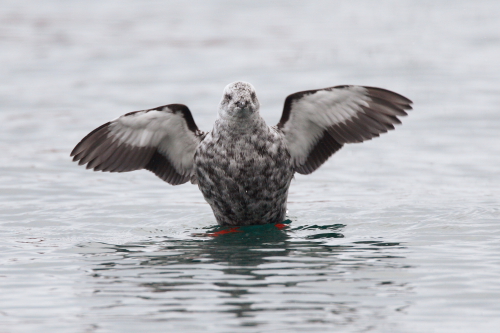 Black Guillemot