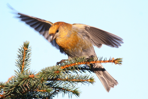 Pine Grosbeak