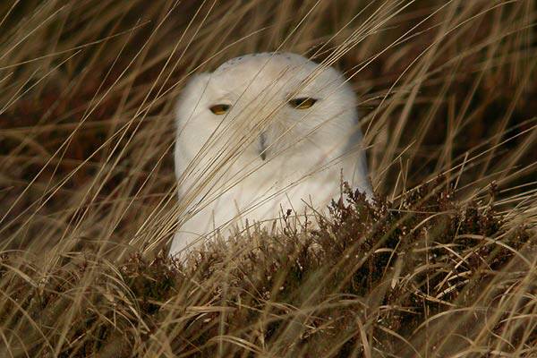 Snowy Owl