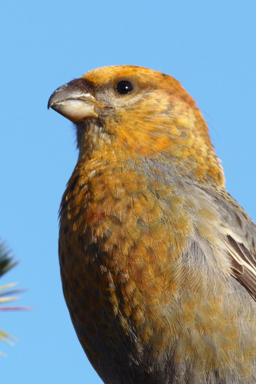 Pine Grosbeak
