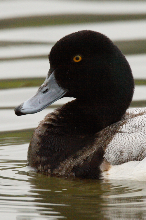 Scaup