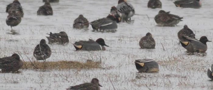 Green-winged Teal