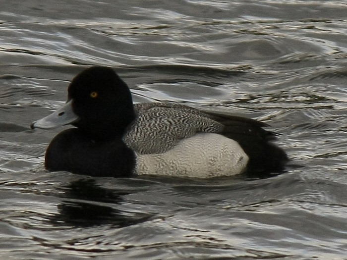 Lesser Scaup