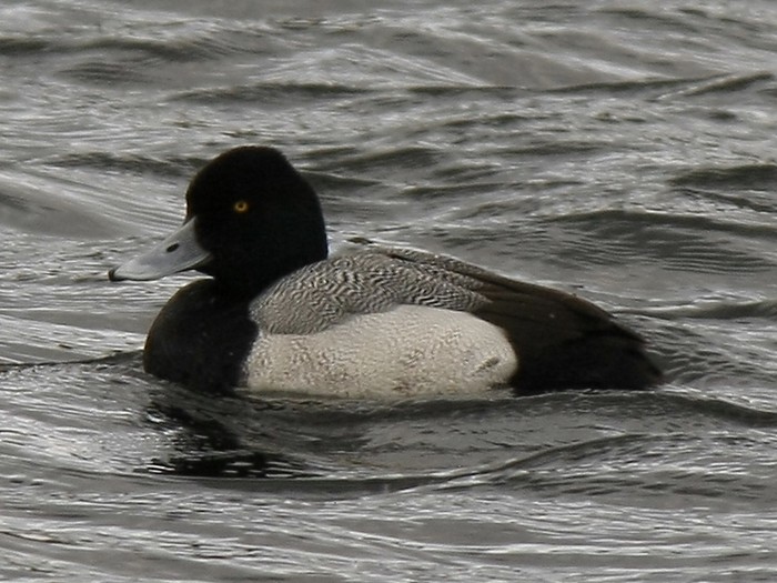 Lesser Scaup