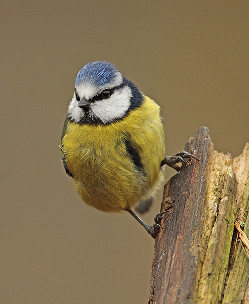 Blue Tit