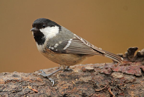 Coal Tit
