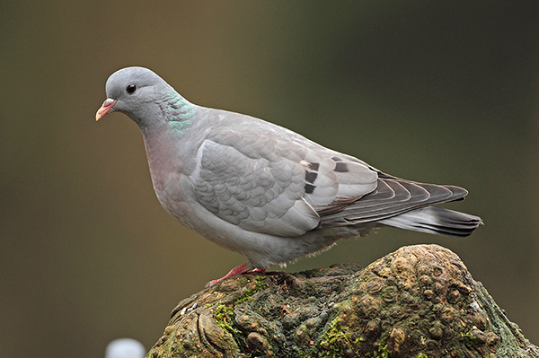 Stock Dove
