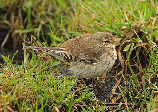 Water Pipit