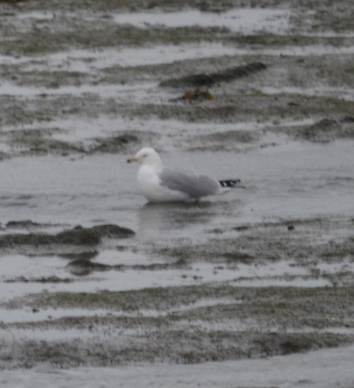 Ring-billed Gull