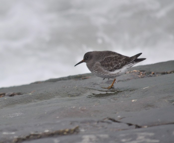Purple Sandpiper