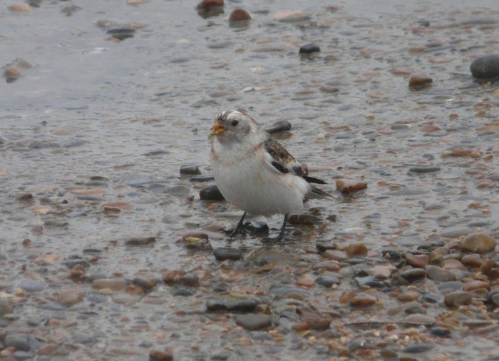 Snow Bunting