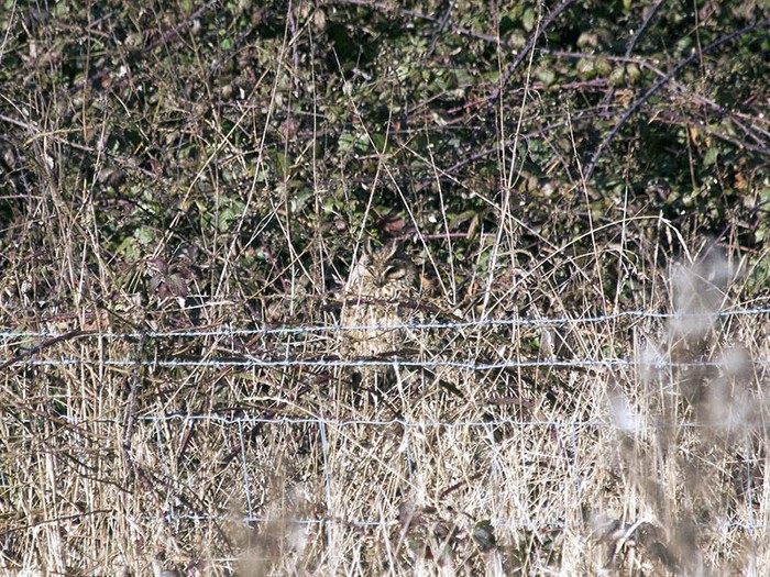 Long-eared Owl