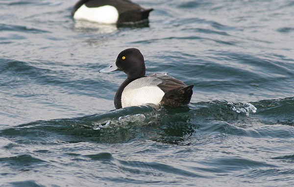 Lesser Scaup