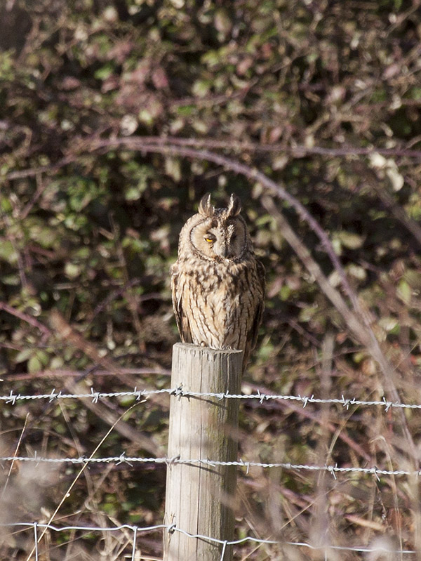 Long-eared Owl
