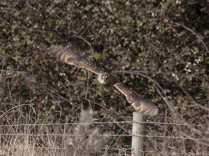 Long-eared Owl
