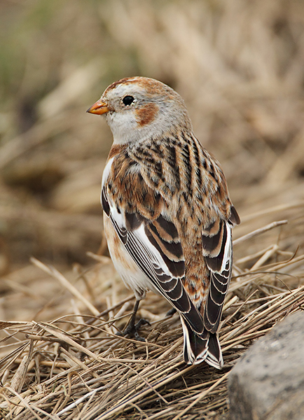 Snow Bunting
