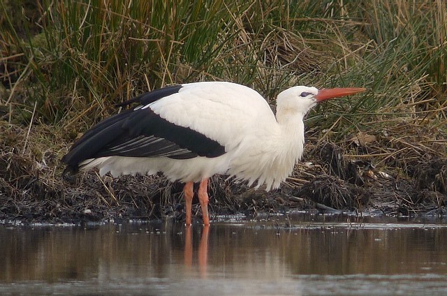 White Stork