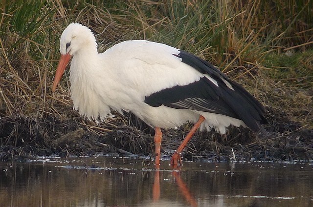 White Stork