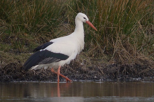 White Stork