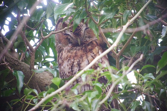 Tawny Owl