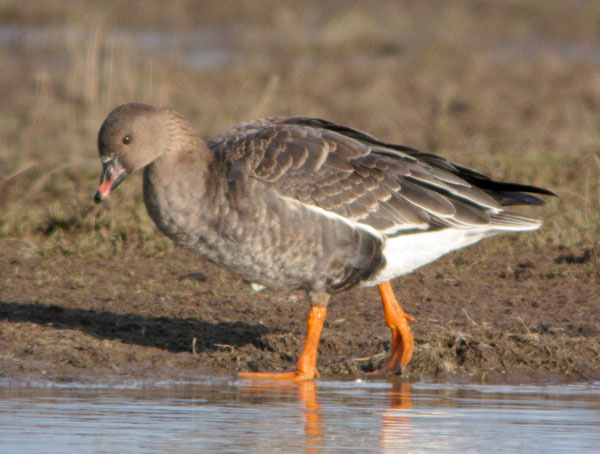 Tundra Bean Goose