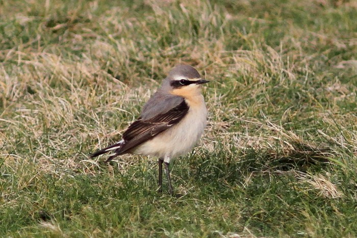 Wheatear