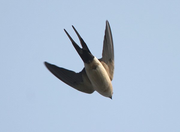Red-rumped Swallow