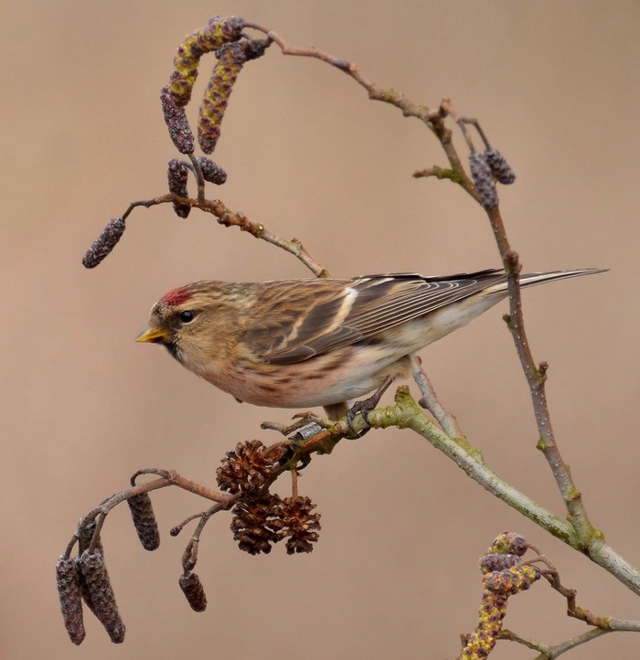 Lesser Redpoll