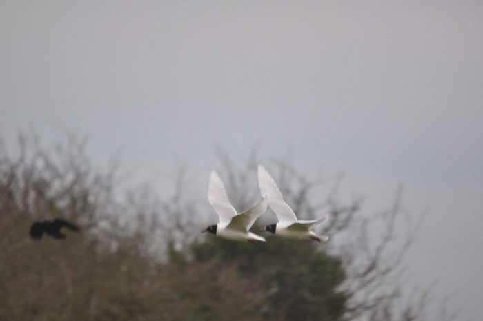 Mediterranean Gull