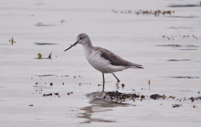 Greenshank